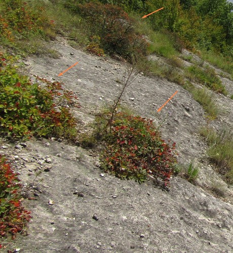 Cotinus coggygria