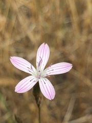 Dianthus strictus