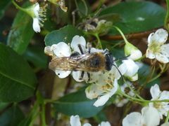 Andrena haemorrhoa