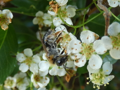 Andrena haemorrhoa