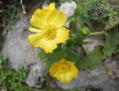 Ranunculus creticus