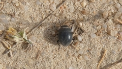 Apentanodes