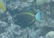 Acanthurus nigricans
