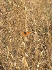 Melitaea ornata