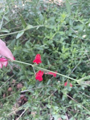 Gambelia