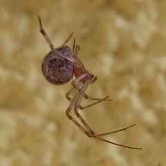 Parasteatoda tepidariorum