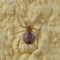 Parasteatoda tepidariorum