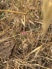 Trifolium purpureum
