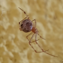 Parasteatoda tepidariorum