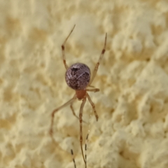 Parasteatoda tepidariorum