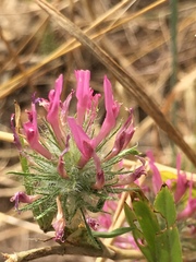 Trifolium purpureum