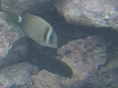 Acanthurus leucopareius
