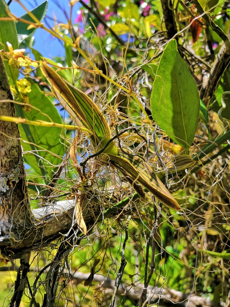 Erycina echinata