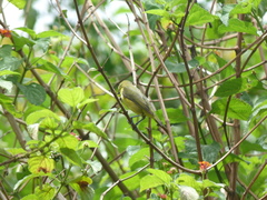 Euphonia laniirostris