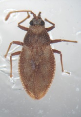 Oncochila simplex