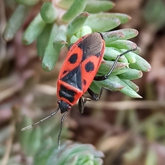 Pyrrhocoris apterus