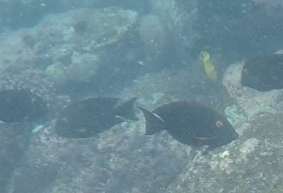 Ctenochaetus strigosus