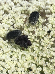 Oxythyrea noemi