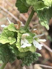 Pseudodictamnus undulatus