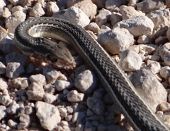 Psammophis subtaeniatus