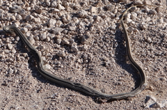 Psammophis subtaeniatus