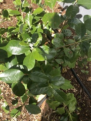 Feijoa
