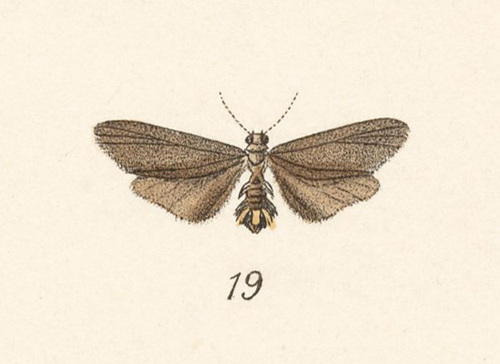 Metalobosia elis