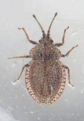 Lasiacantha capucina