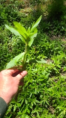 Hygrophila lacustris