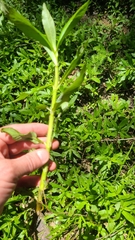 Hygrophila lacustris