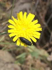Acmaeoderini