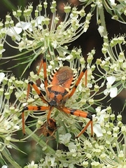 Rhynocoris punctiventris