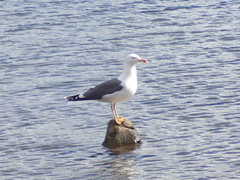 Larus fuscus