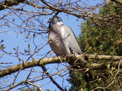 Columba palumbus