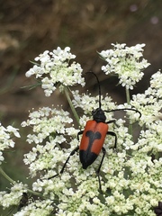 Stictoleptura cordigera