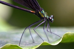 Psolodesmus mandarinus