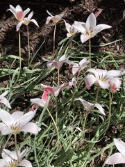 Tulipa clusiana