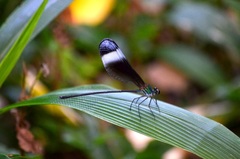 Psolodesmus mandarinus