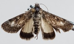 Leucobrephos brephoides