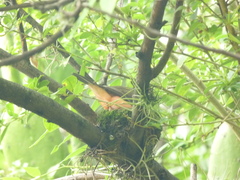 Pyrocephalus rubinus