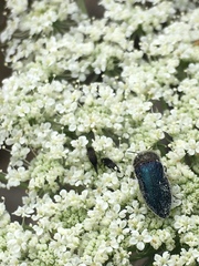 Acmaeoderella villosula