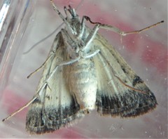 Leucobrephos brephoides