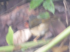 Myiothlypis rivularis