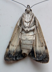 Leucobrephos brephoides