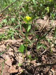 Ranunculus inamoenus