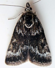 Leucobrephos brephoides