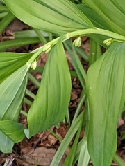 Polygonatum × hybridum