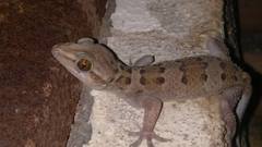 Hemidactylus maculatus