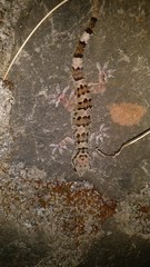 Hemidactylus maculatus