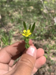 Ranunculus inamoenus